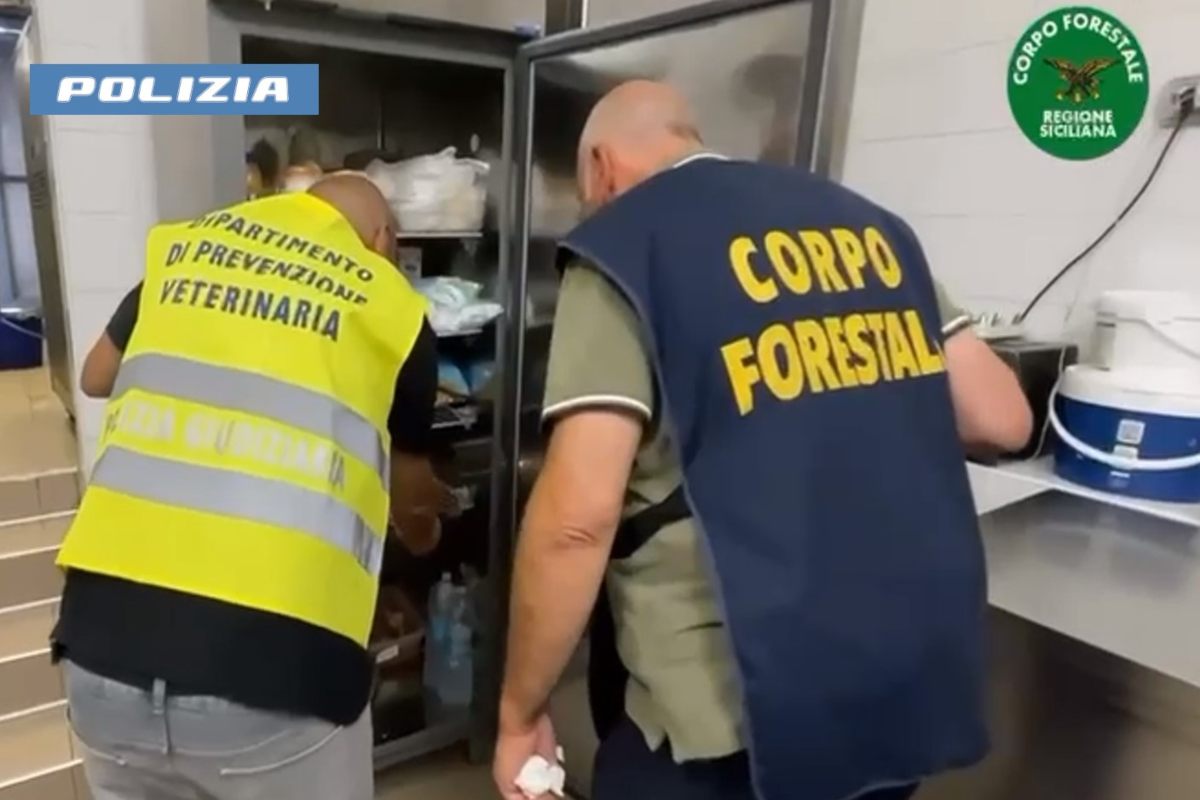 Blatte nel bar-gelateria, maxi sanzione e sospensione attività al lungomare di Catania