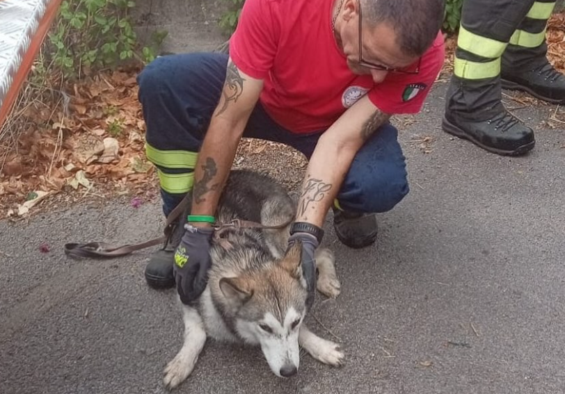 Orrore a Palermo: cane gettato da un ponte, partite le indagini