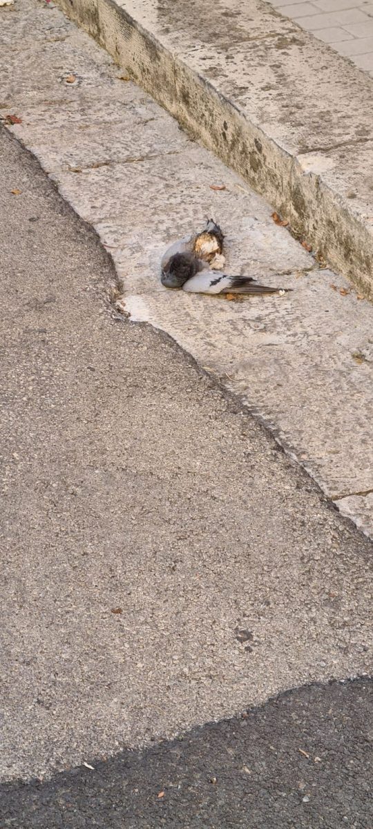 Spazzatura e rifiuti nel centro storico di Ragusa (1)