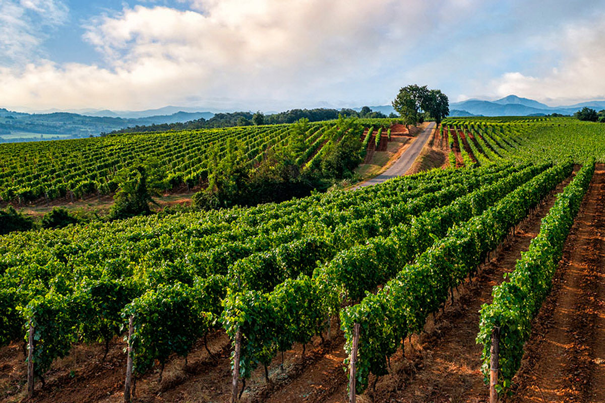 Di notte o all’alba, tra le vigne della Sicilia. Qui è già tempo di andare a vendemmiare