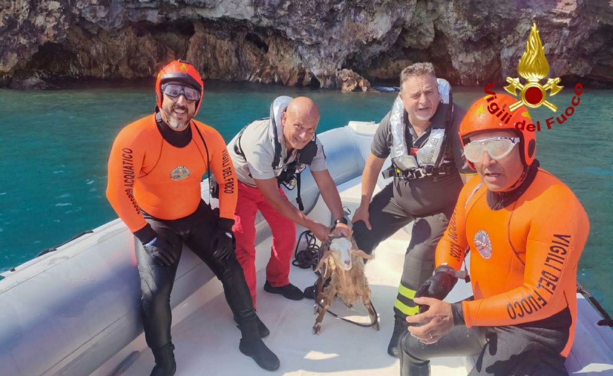 Vulcano, Vigili del Fuoco salvano una capretta