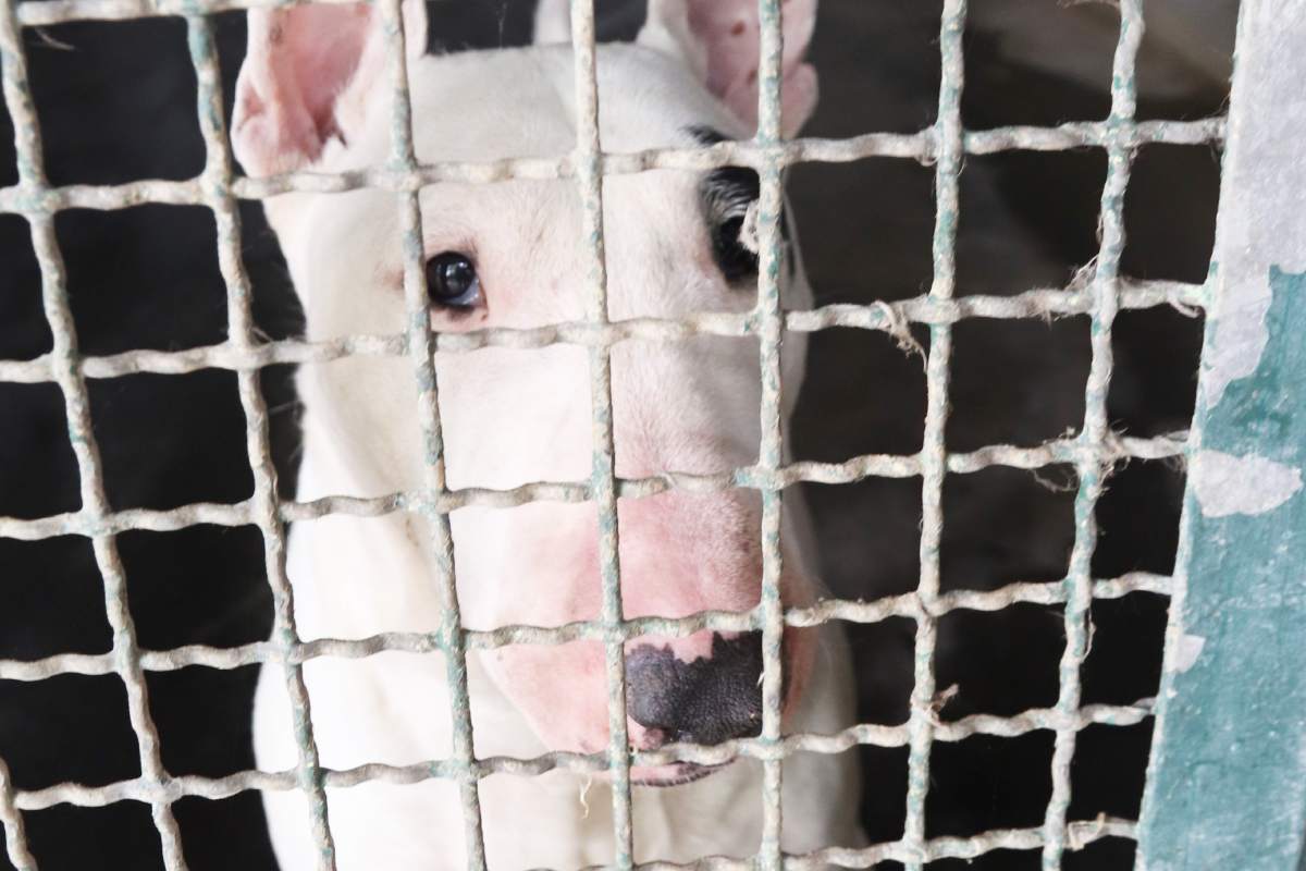 A Sciacca 11 cani detenuti in condizioni drammatiche. LAV: “Inaccettabile e crudele”