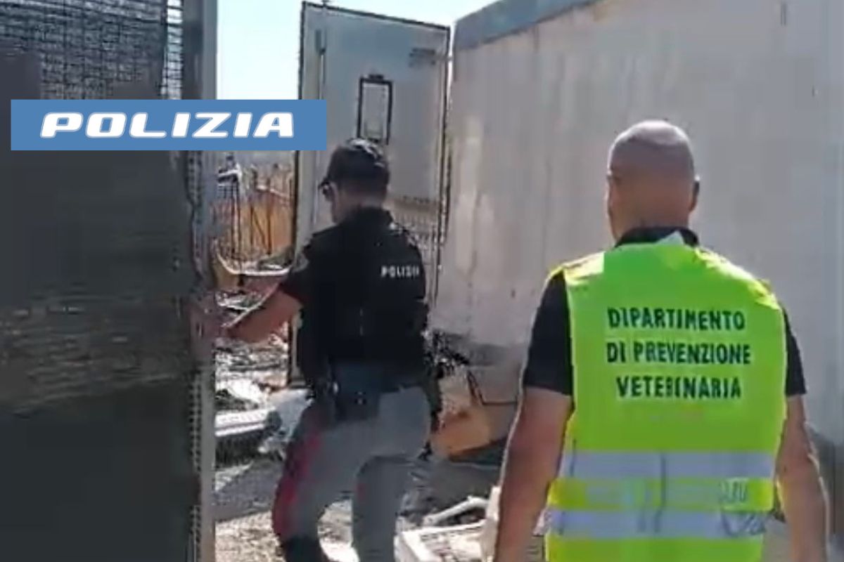 VIDEO | Cavallo maltrattato e discarica abusiva: denunce e sanzioni nel Catanese