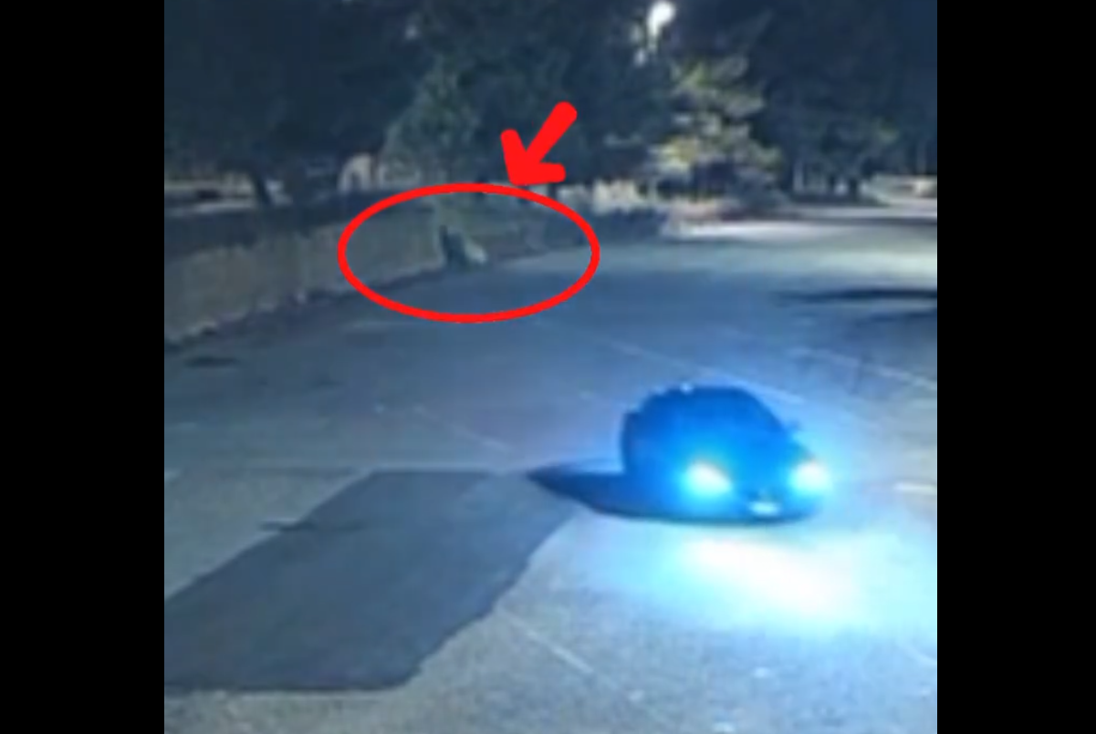 VIDEO | Rifiuti gettati in autostrada in Sicilia, la denuncia del Cas tramite i social: “Un reato”