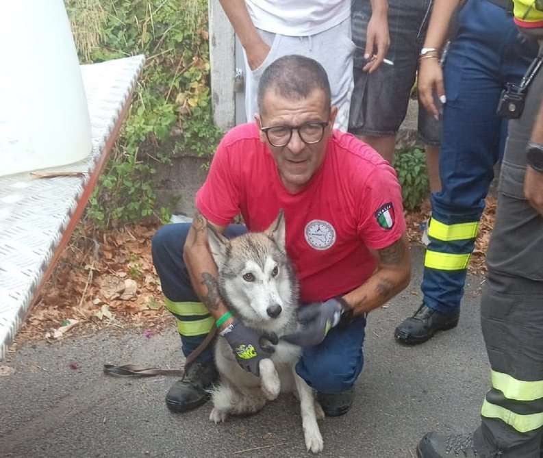 Cane gettato da un cavalcavia sulla Palermo-Sciacca: salvato dai volontari della Protezione Civile