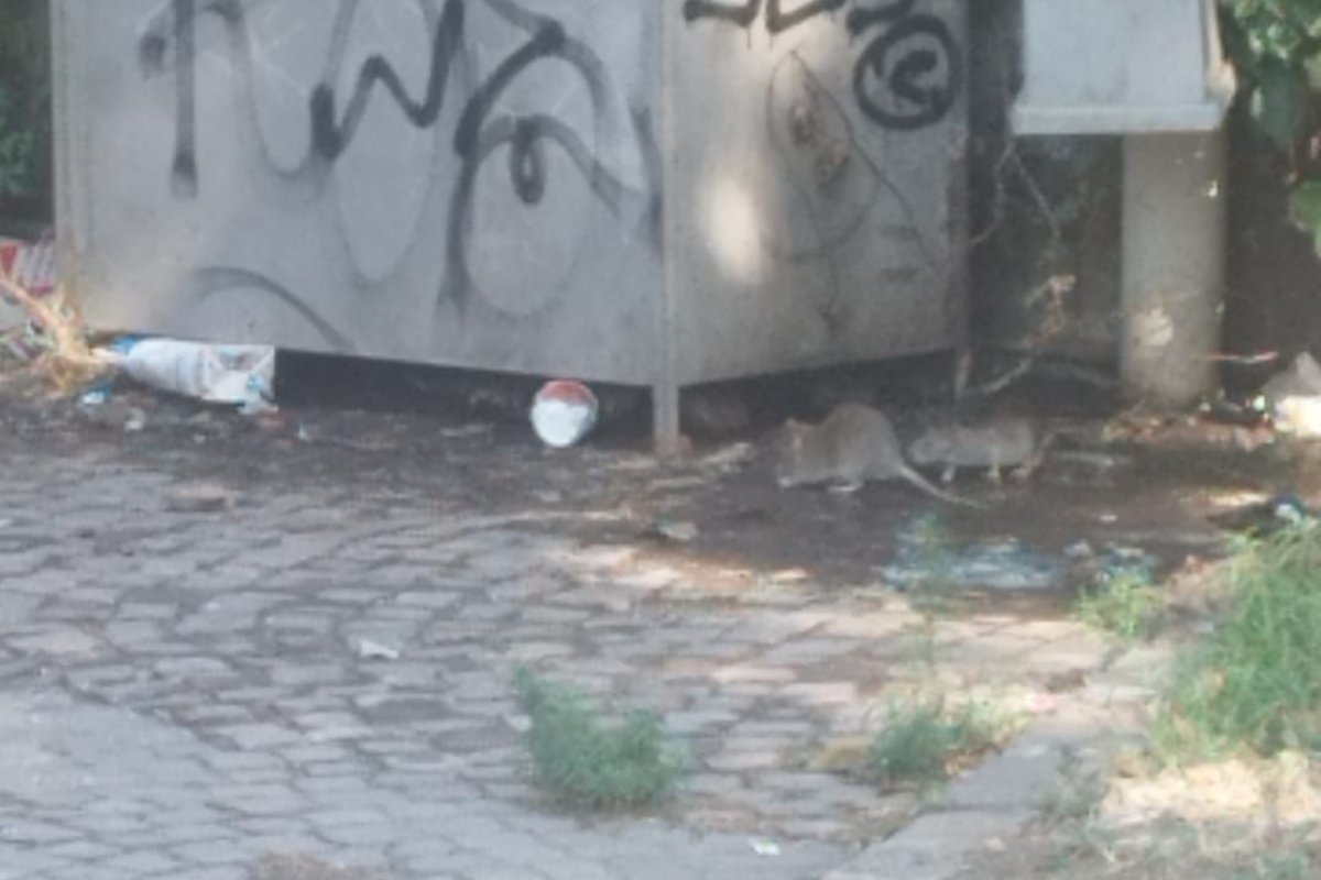 Catania, allarme igienico-sanitario nel centro storico: “Topi in piazza della Repubblica”