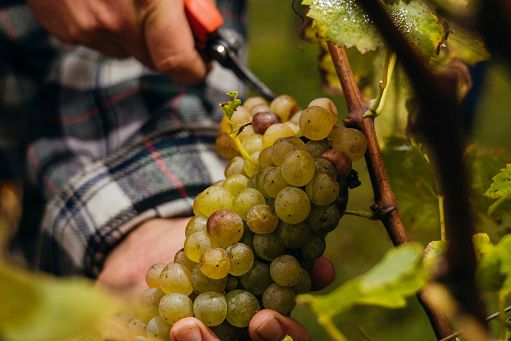 Vino, Consorzio Lugana Doc: un autunno di eventi tra Italia ed estero