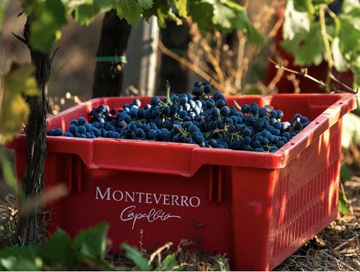 Vino, Taunay (Monteverro): vendemmia iniziata con raccolta Chardonnay