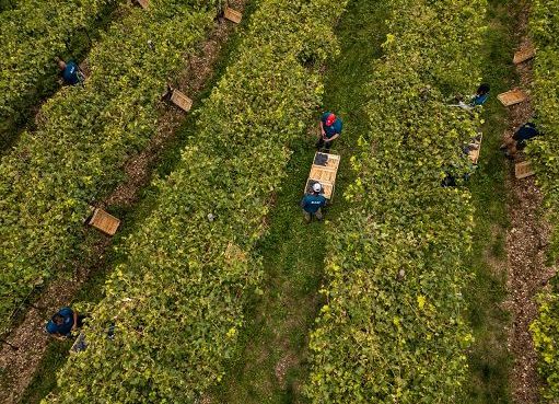 Vino, Masi: da vendemmia 2025 uve sane e prospettive incoraggianti