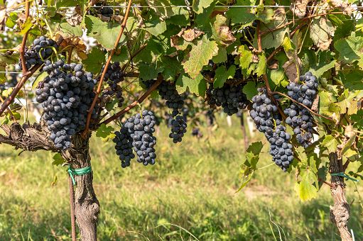 Dal FVG alla Sicilia: le Tenute Zonin1821 unite da annata promottente