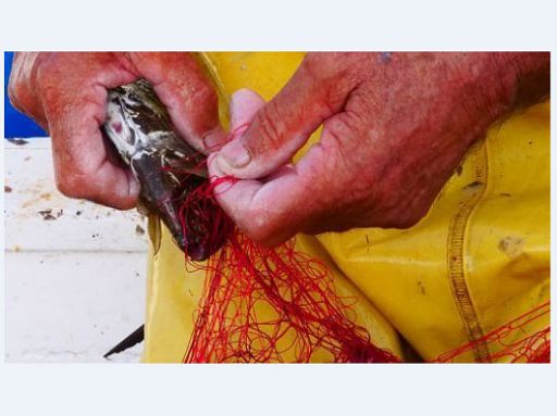 Il mistero delle vongole scomparse sulla costa romagnola