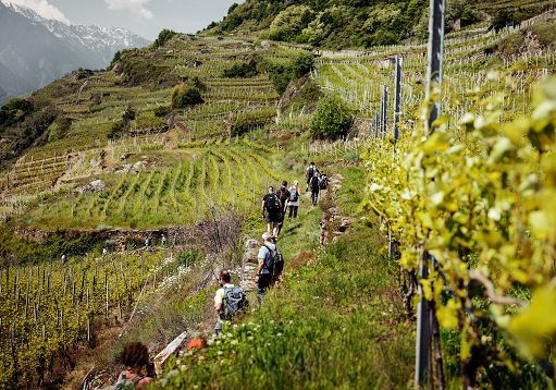 Vino, a Sondrio c’è “ViVa 2025”: la Valtellina da bere e da vivere