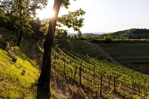 Vino, Tenuta Stella: vendemmia anticipata di Chardonnay e Ribolla