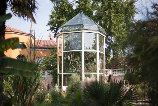 Università Padova, sequenzato il genoma della Palma di Goethe