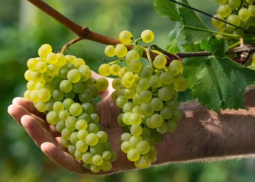 Libera (Cavit): vendemmia conferma ogni anno validità nostro modello