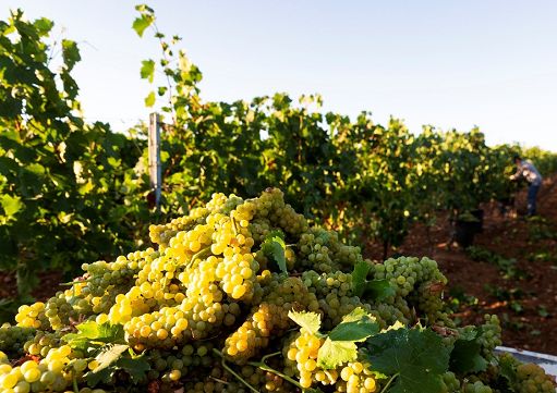 Vino, Cantina di Venosa avvia la vendemmia con Moscato e Merlot