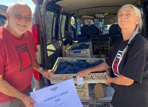 Vino, nasce progetto triennale di ricerca “Ciliegiolo and Terroir”