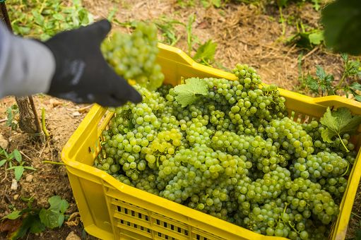 Vino, Terre d’Aenor raccoglie una grande annata in Franciacorta
