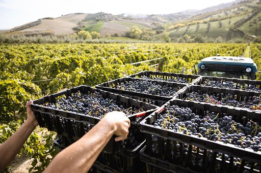 Vino, Mancini (Diagram): agritech sempre più decisivo per la vendemmia