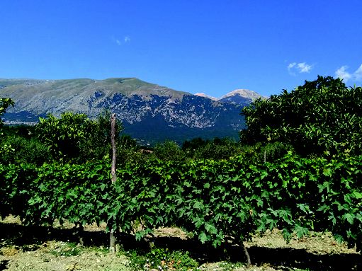 Prima vendemmia di Nero Antico, Zulli: può diventare grande vino bio