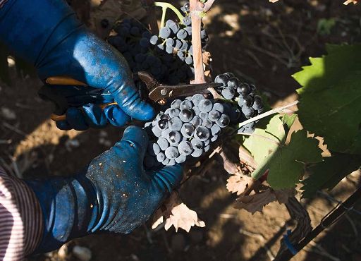 Vino, Primitivo di Manduria: vendemmia di qualità ma mercato fragile