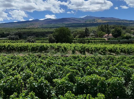 Vino, dal 18 settembre un’edizione da record degli “Etna Days 2025″