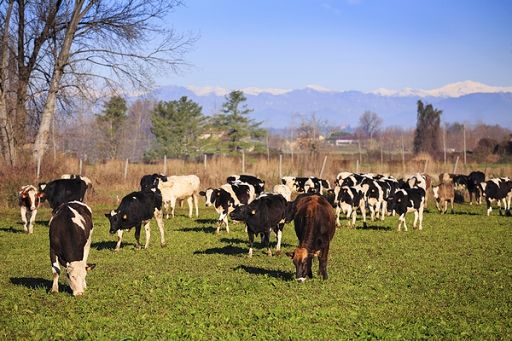 Nuovo focolaio Dermatite nodulare bovina in Francia, nel Rodano