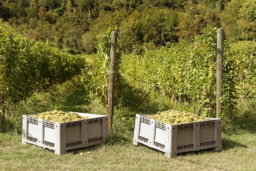 Vino, la Cantina Gradis’ciutta apre la vendemmia didattica nel Collio