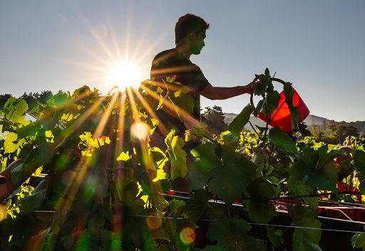 Marchesi Frescobaldi: al via vendemmia in Toscana, qualità incoraggiante