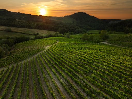 ’Oltrepò: Terra di Pinot Nero’: successo per la V edizione a Golferenzo
