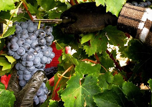 Vino, Vezzola (Costaripa): vendemmia conclusa, frutti equilibrati
