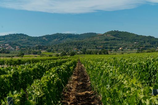 Vino, Suvereto e Val di Cornia: grandi uve e produzione nella media