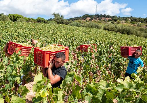 Antichi Poderi Jerzu lancia “Filare”, Vermentino Doc d’Ogliastra