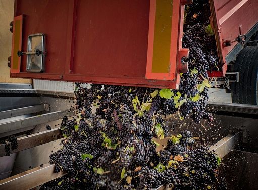 Vino, Falcone-Abate-Morando (Montalbera) tra vendemmia, clima e mercati