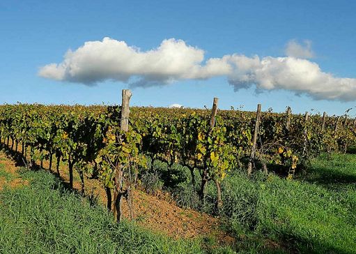 Suvereto: approvato nuovo Disciplinare Docg con Syrah e Cabernet Franc