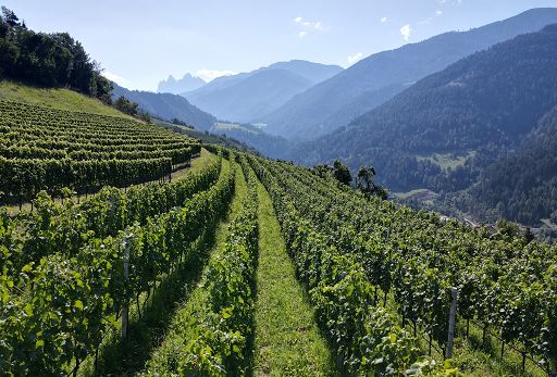 Cantina Valle Isarco: il 1 ottobre esce l’annata 2022 di “Adamantis”