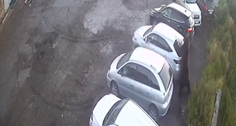 VIDEO | Orso assale i residenti: ragazzino si finge morto e si salva, uomo si nasconde in macchina