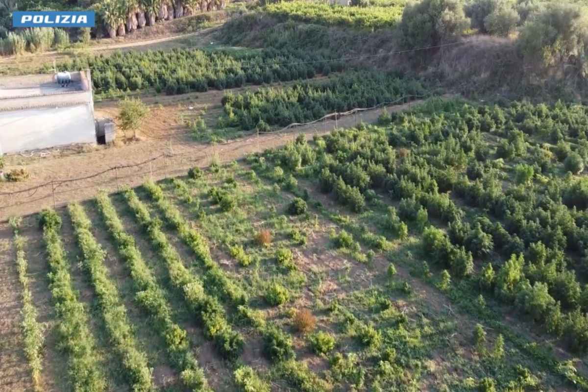 VIDEO | La falsa azienda di cannabis light: scatta l’operazione antidroga a Partinico