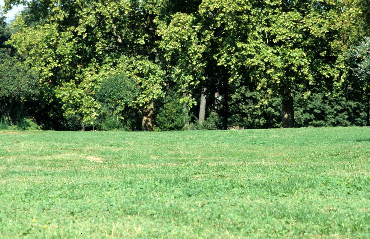 Sicilia rovente, ma i nuovi alberi stanno (quasi) a zero e cresce il divario con le città del Nord