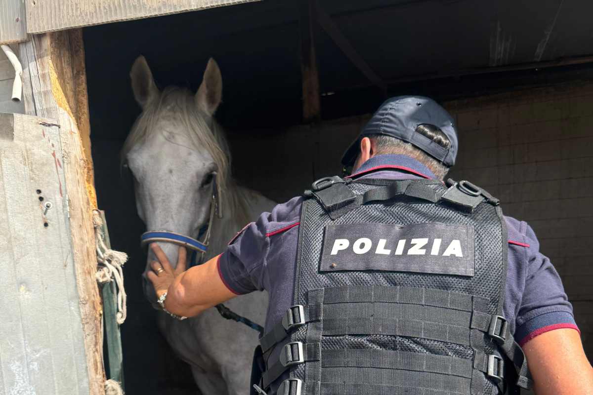VIDEO | Catania, denunciato 34enne gestore di una stalla abusiva per maltrattamento di animali