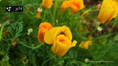 Giornata Mondiale Habitat, analisi del verde urbano di 3Bee e XNatura