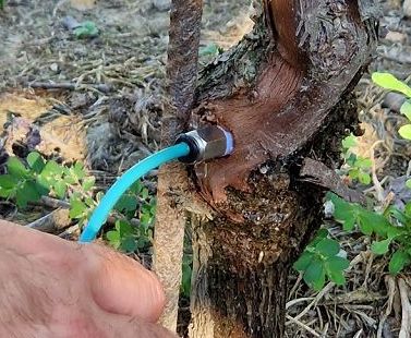 Da Ri.Nova progetto triennale contro i giallumi della vite