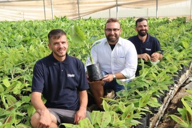 Chiquita produrrà in Sicilia le sue prime banane italiane