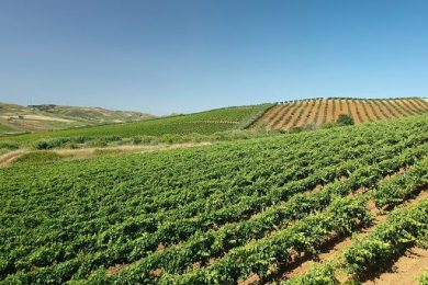 Vino, Feudo Disisa completa la sua prima vendemmia biologica