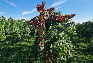 Vino, a Cesena Ri.Nova lancia “Sinergia” contro giallumi della vite