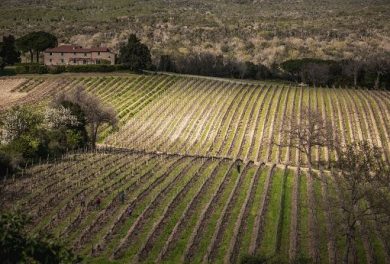 Grattamacco: con annata 2022 “Bolgheri Doc Superiore” celebra 40 vendemmie