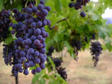 Vino, Cesanese di Olevano: nasce ufficialmente il Consorzio di Tutela