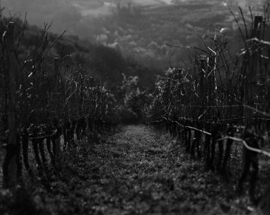 Vino, Leone Alato celebra i 10 anni di Costa Arènte e i 20 di Duemani