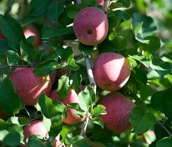 La mela di pianura dell’Emilia Romagna punta all’Igp La mela di pianura dell’Emilia Romagna punta all’Igp