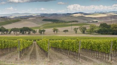 L’Oiv analizza le ri-esportazioni nel commercio mondiale del vino